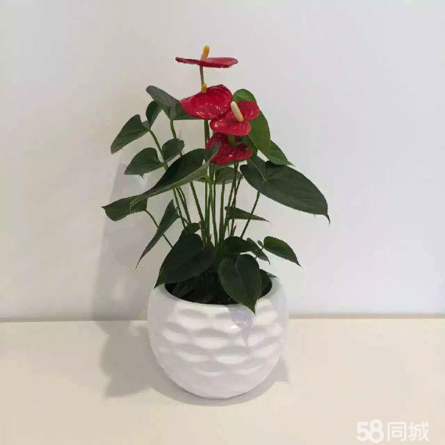 長壽花生蟲不要急，學會這4點，輕松解決