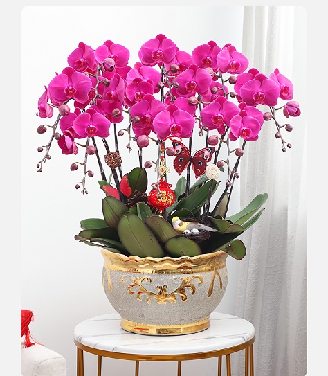 北京花卉租擺公司 北京綠植布置公司   北京綠植租擺公司  北京花卉租賃，