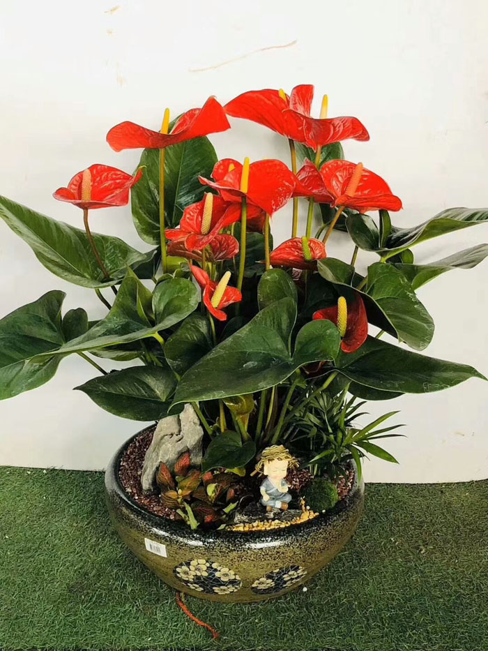 ?紅掌花干枯是怎么回事？