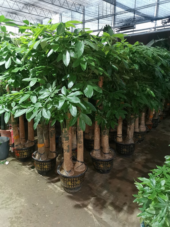 北京綠植租擺公司發(fā)財樹葉子有斑怎么辦？