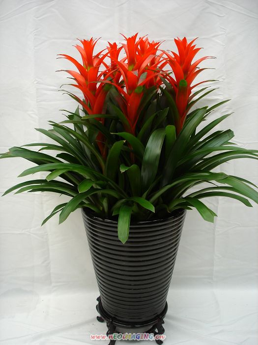 瑪格麗特花要怎么養(yǎng)護(hù)？有哪些養(yǎng)護(hù)方法？