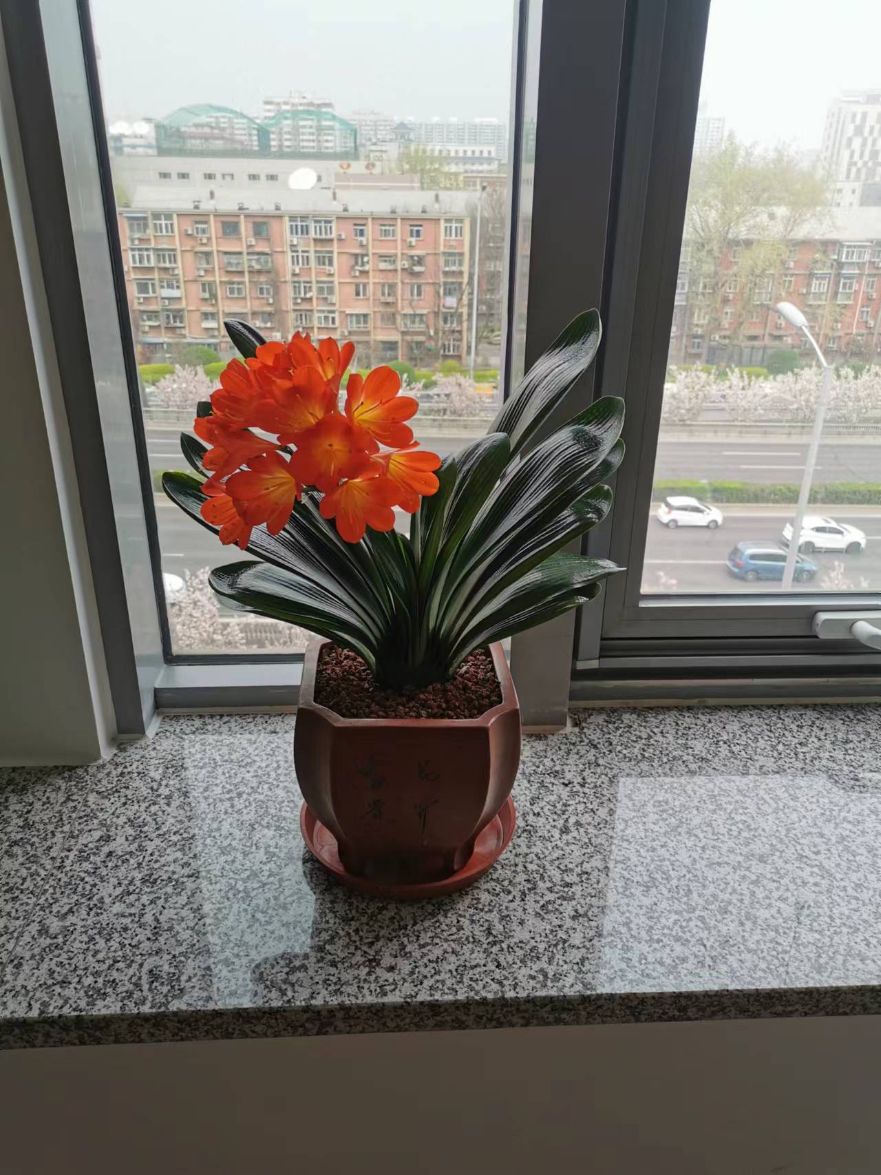 君子蘭開(kāi)花了