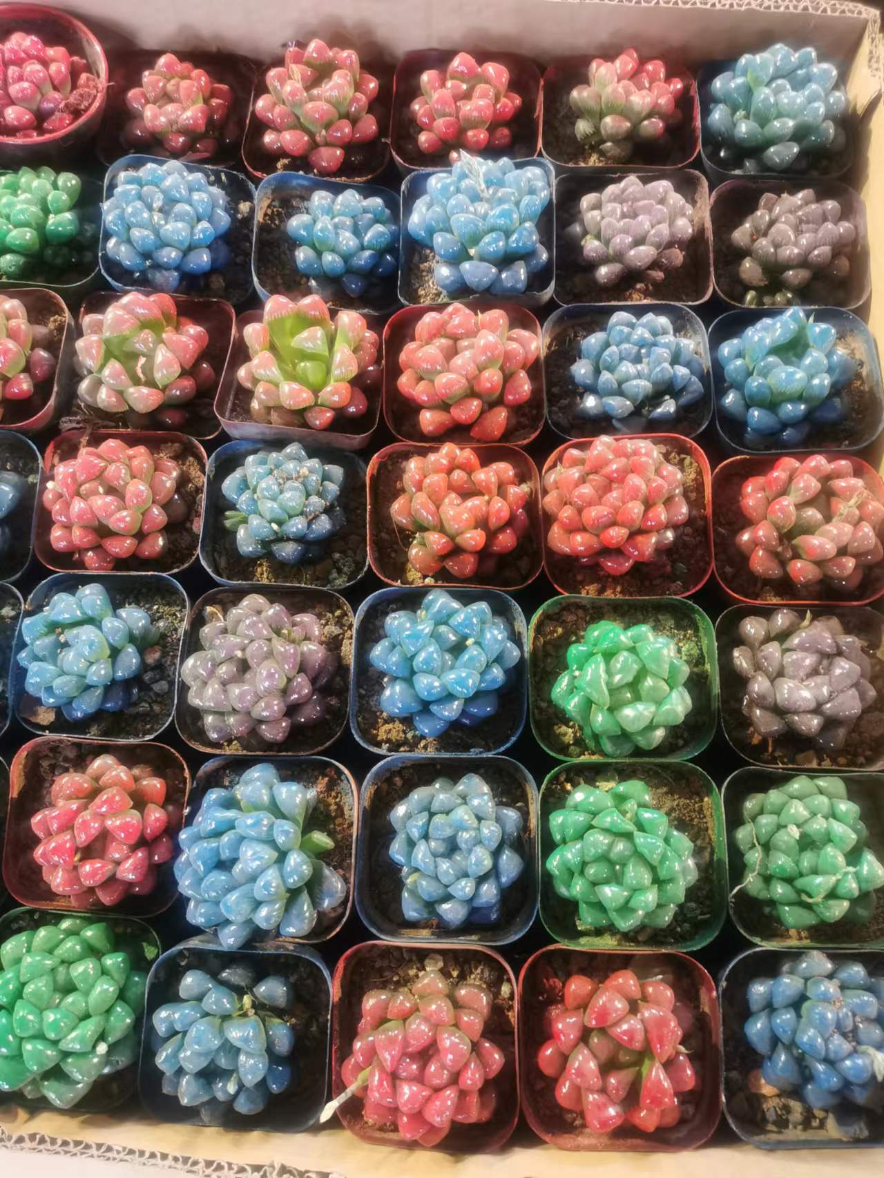 北京植物銷(xiāo)售-小多肉植物