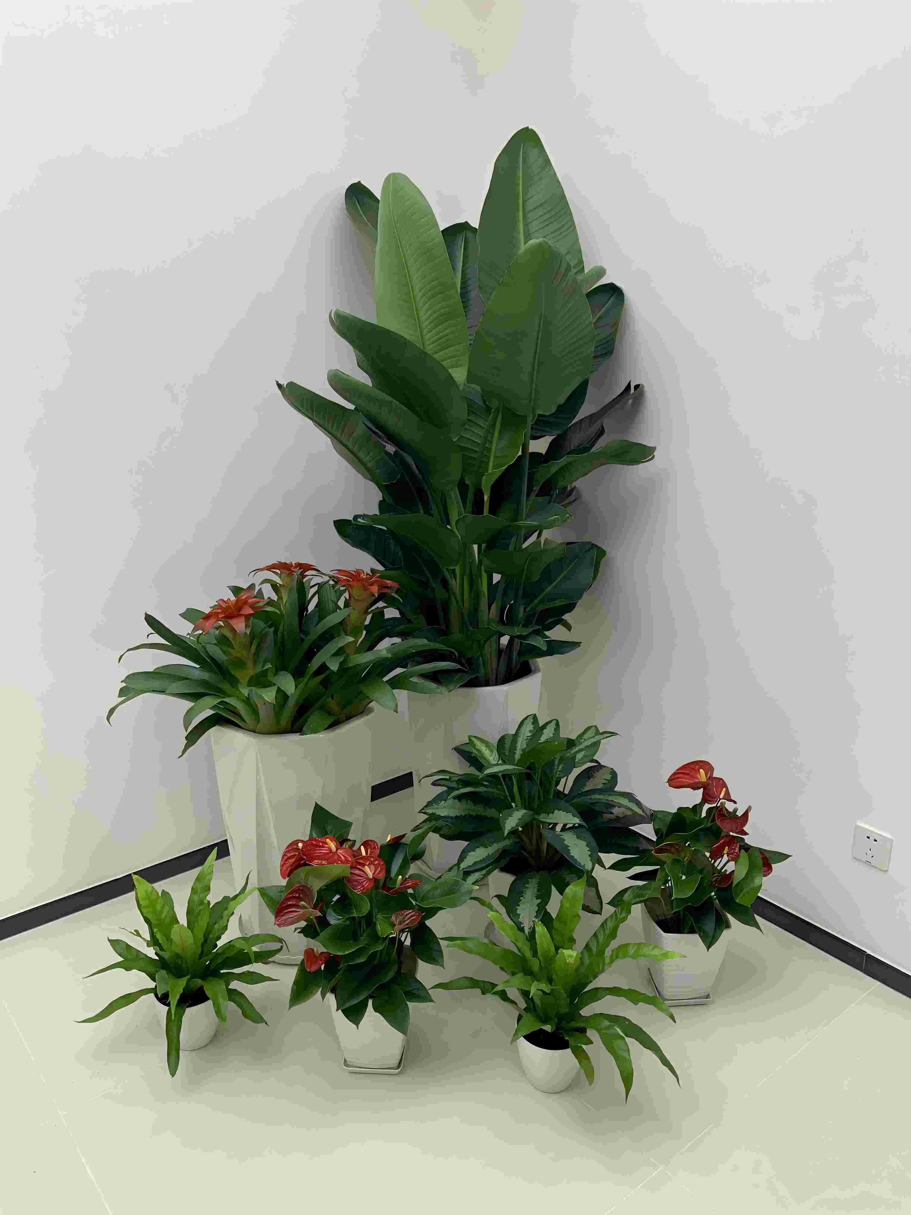 花木租擺養(yǎng)護質量標準