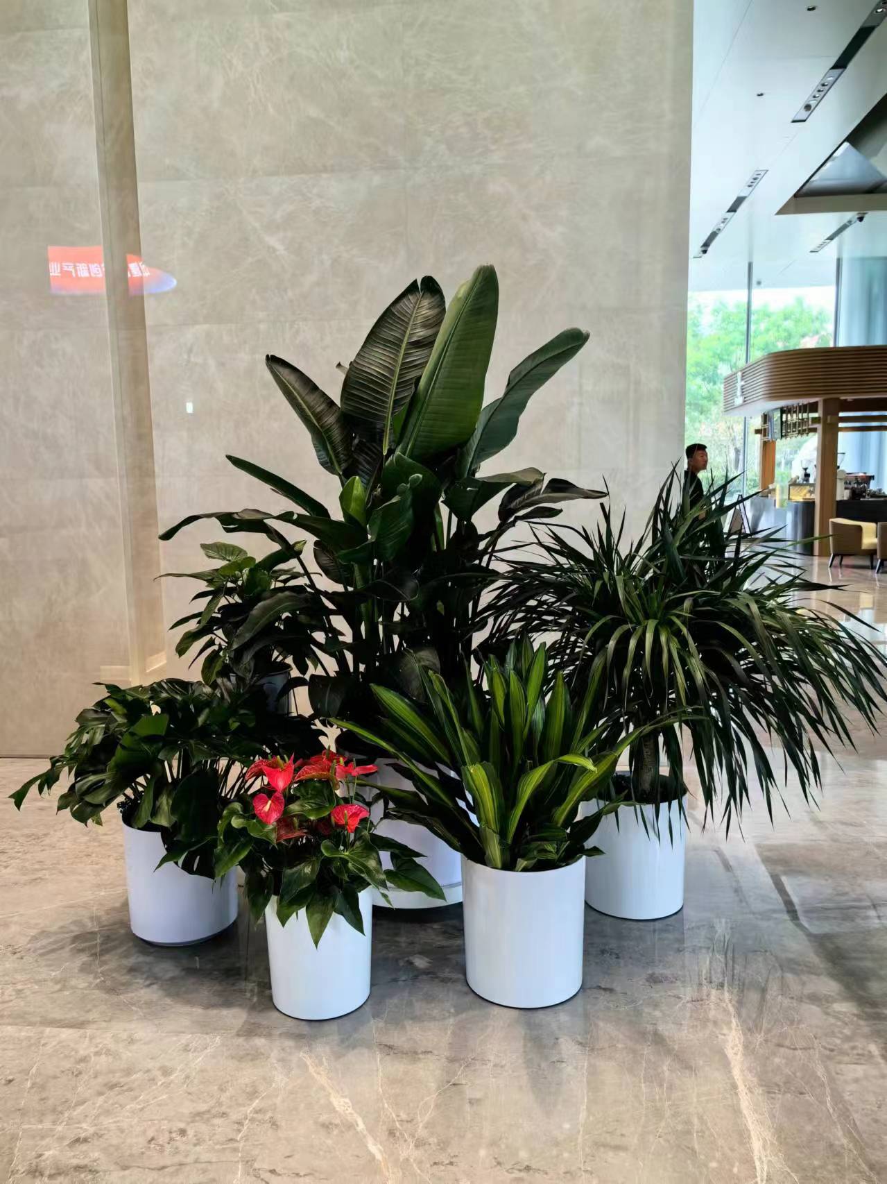 朝陽(yáng)區(qū)綠植花卉租賃