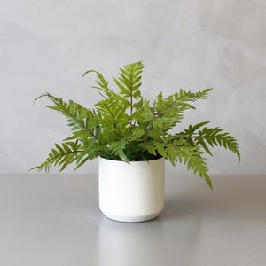 綠植租擺北京綠植租擺北京綠植租擺價格北京辦公室綠植租擺方案