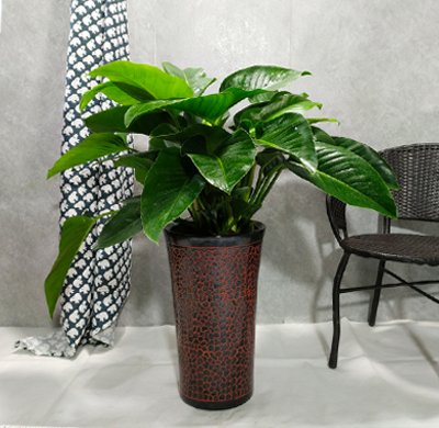 大興區(qū)生物醫(yī)藥基地綠植租擺大興區(qū)生物醫(yī)藥基地綠植租賃綠植報價單