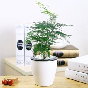 北京花卉租擺 花卉租賃公司花卉租賃價格