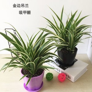 海淀區(qū)綠植租擺海淀區(qū)植物租賃海淀區(qū)辦公室花卉租賃養(yǎng)護