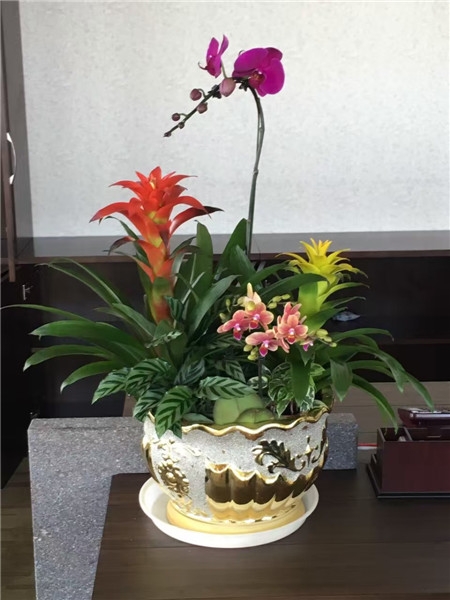 總部基地花卉租擺公司