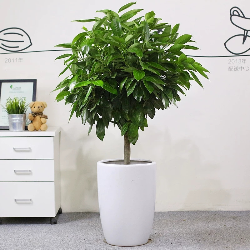  北京東三環(huán)綠植租擺朝陽(yáng)區(qū)綠植租擺公司