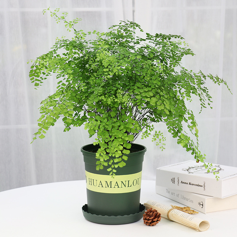 綠植租賃：不止于“租”，解鎖綠色經(jīng)濟(jì)新藍(lán)海