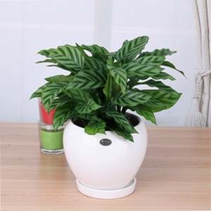 望京綠植租擺國(guó)貿(mào)綠植租擺朝陽(yáng)區(qū)綠植租擺公司